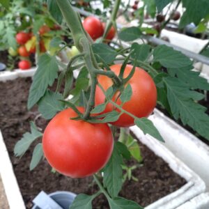 Alm. Tomat 'Gourmet'