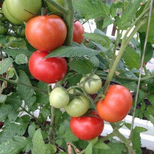 Alm. Tomat 'Isabella'