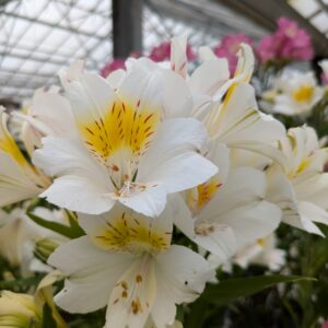Alstroemeria x hybrida 'Summer Sky' (Hårdfør Inkalilje)