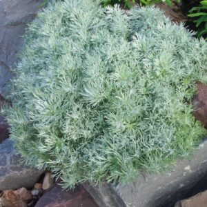 Artemisia schmidtiana ‘Nana Attraction’ (Sølvbynke)