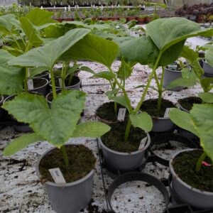 Asie planter (Cucumis sativus 'Fatum')