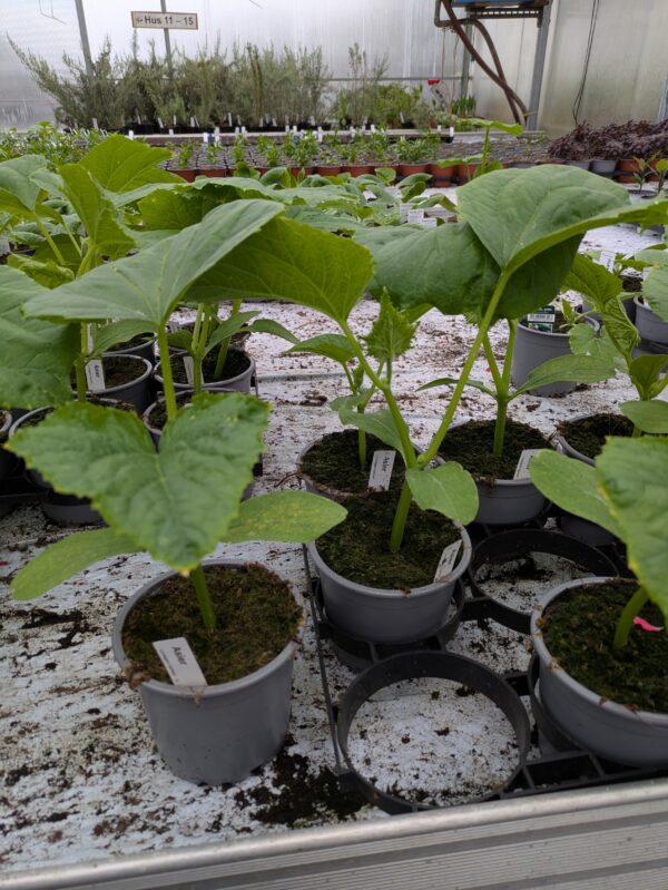 Asie planter (Cucumis sativus 'Fatum')