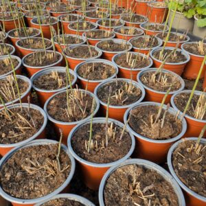 Asparges (Asparagus officinalis)
