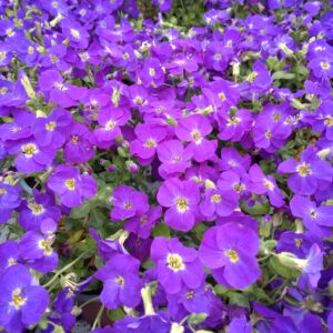 Aubrieta gracilis (Blåpude)