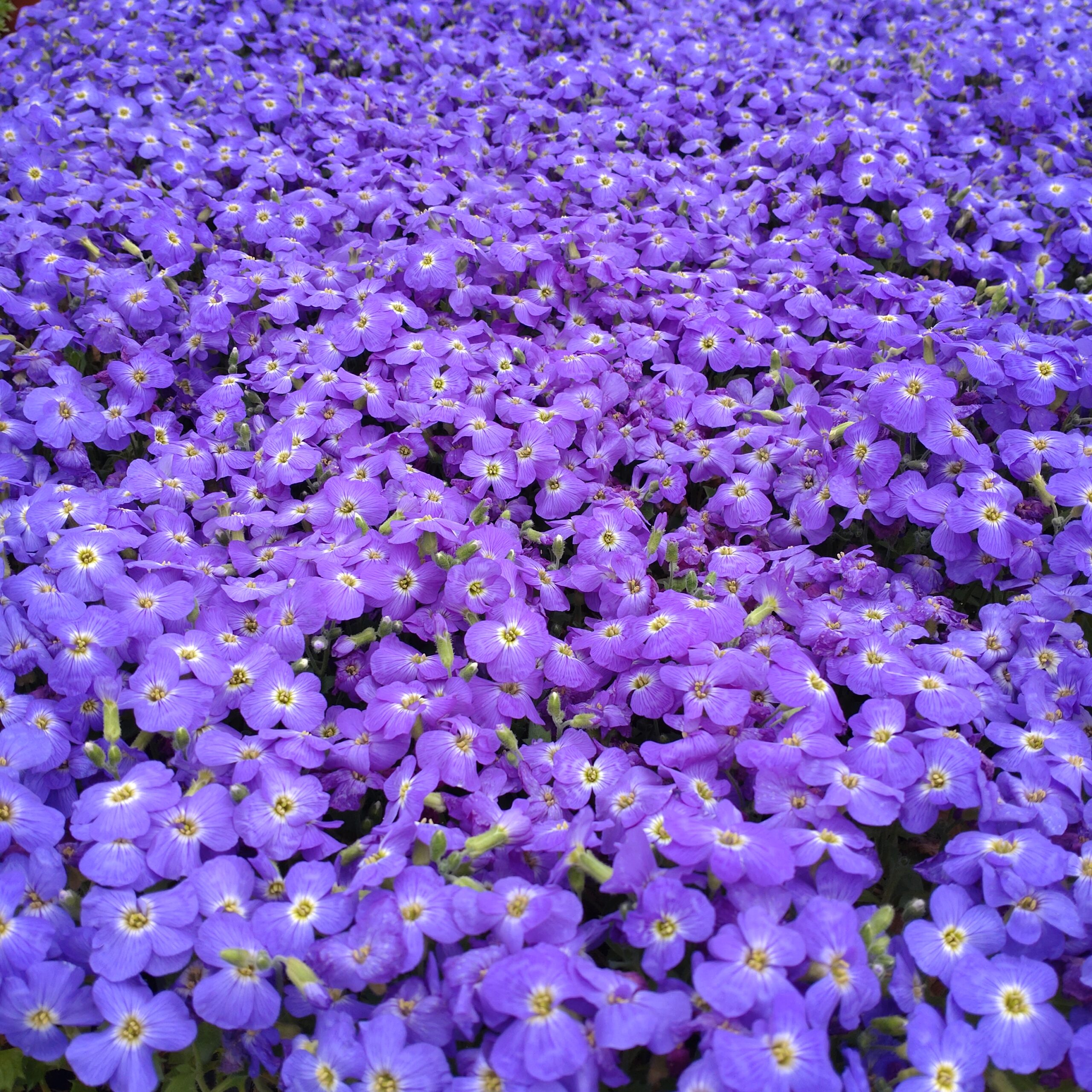 Aubrieta gracilis (Blåpude)