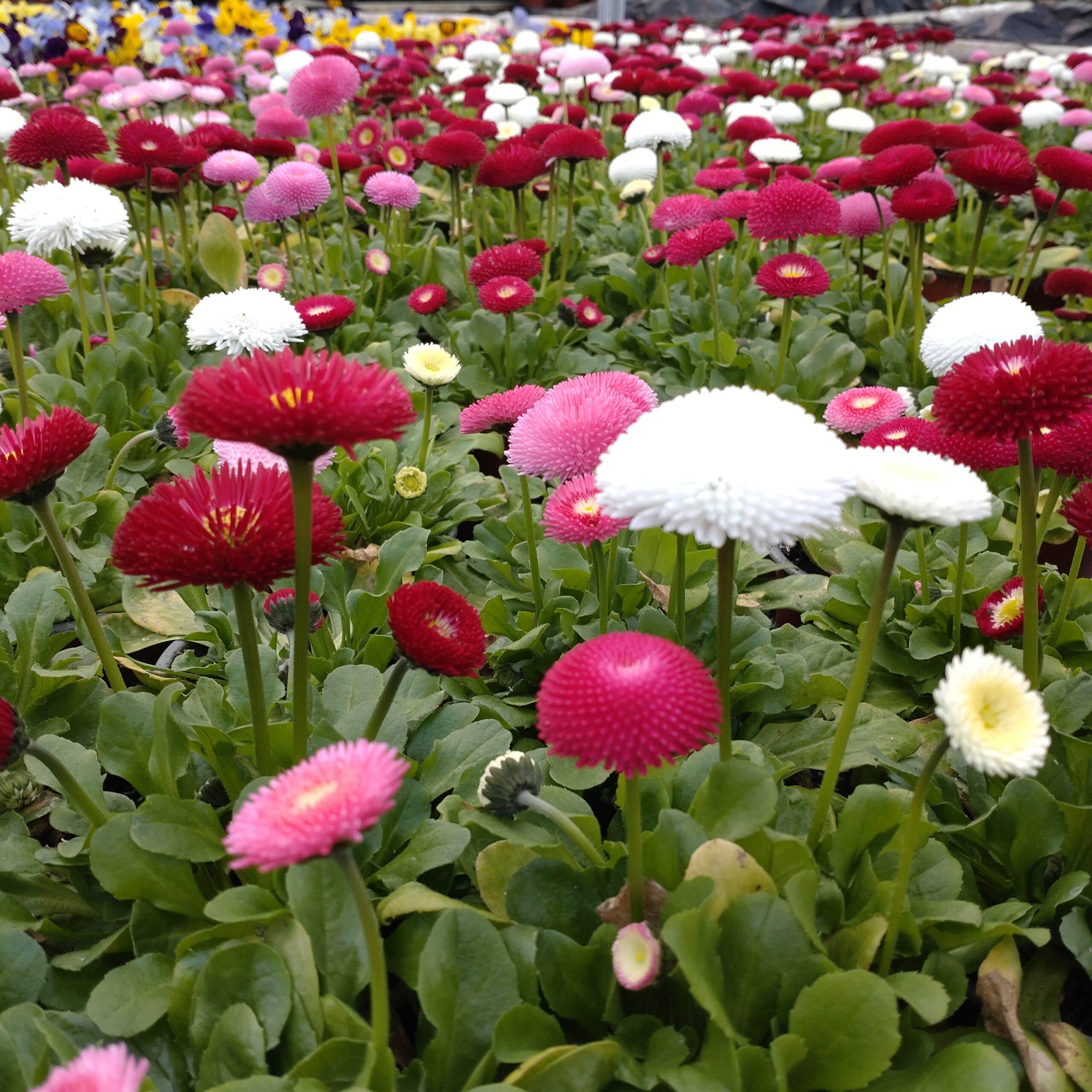 Bellis perennis (Tusindfryd)