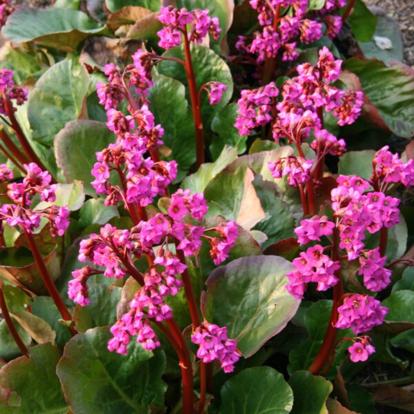 Begenia cordifolia ‘Eroica’ (Kæmpestenbræk)