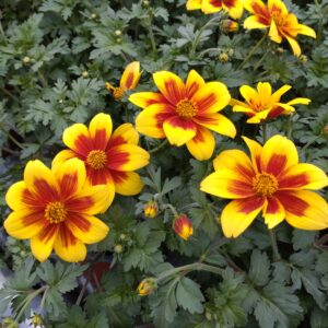 Bidens ferulifolia (Bidens)