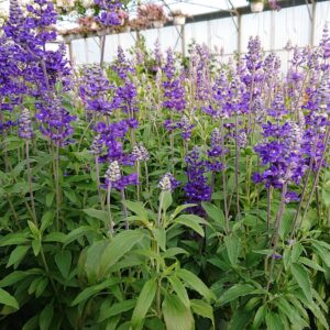 Salvia farinacea (Blå Salvie / Texassalvie)