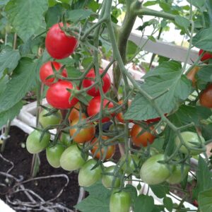 Blommetomat 'Delicacy'