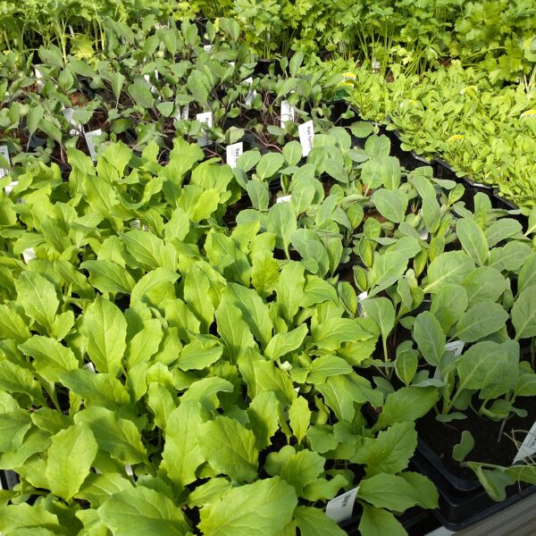 Brassica oleracea (Kål planter)