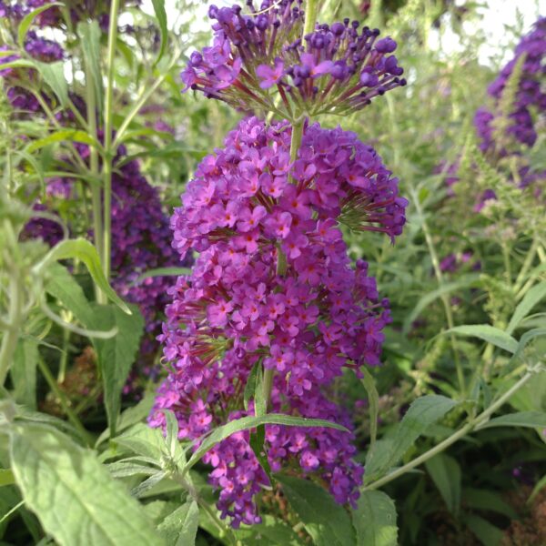 Buddleja 'Summerbird Blue' (Sommerfuglebusk)