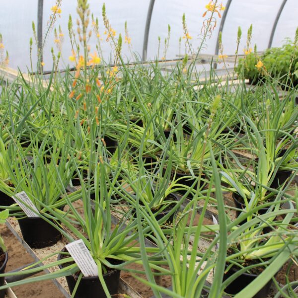 Bulbine frutescens ‘Medicus’ (Kattehaleplante)