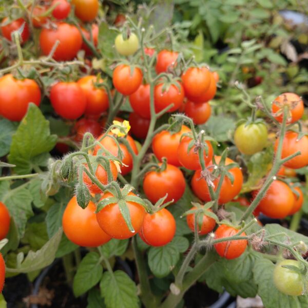 Busk Tomat 'Red Robin'