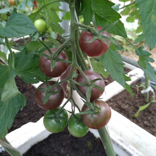 Cherrytomat 'Black Cherry'