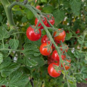 Cherrytomat 'Favorita'