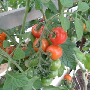 Cherrytomat 'Gartenfreude'