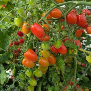 Cherrytomat 'Mio Sweet' (Rød Mini San Marzano)