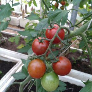 Cherrytomat 'Ronja Sweet' (Mini Kumato)