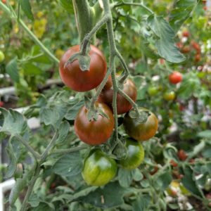 Cherrytomat 'Ronja Sweet' (Mini Kumato)