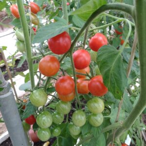 Cherrytomat 'Sweet Million'