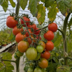 Cherrytomat 'Tomaccio'