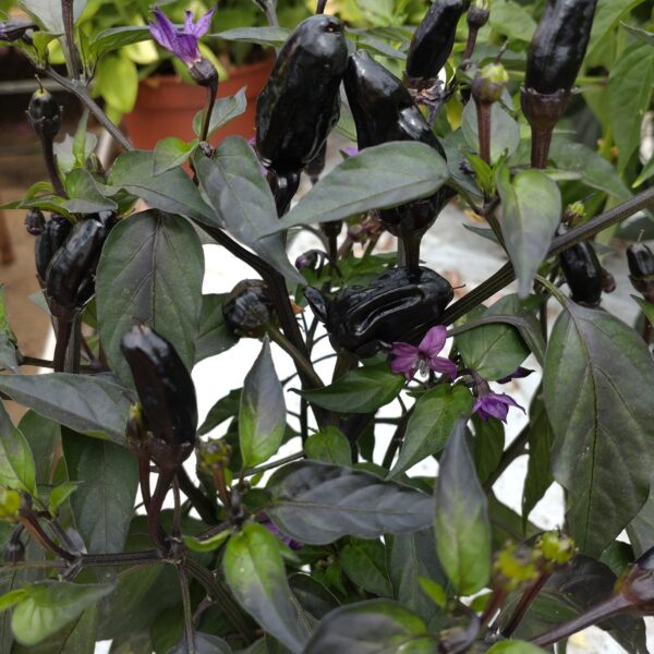 Chilipeber ‘Pot Black’