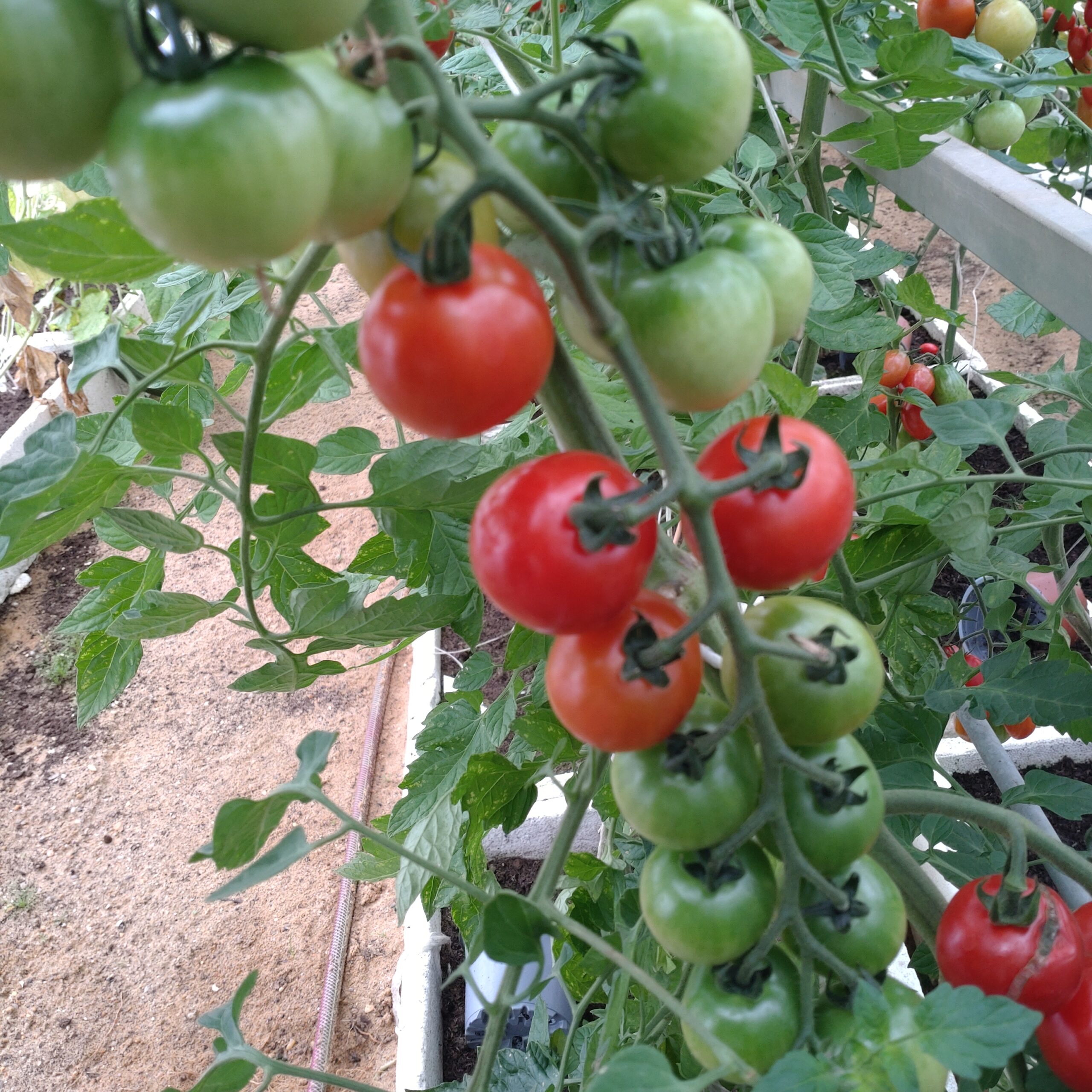 Cocktailtomat 'Harmony'