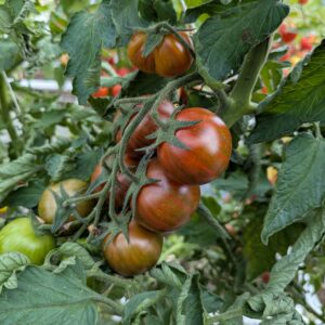 Cocktailtomat 'Tiger'