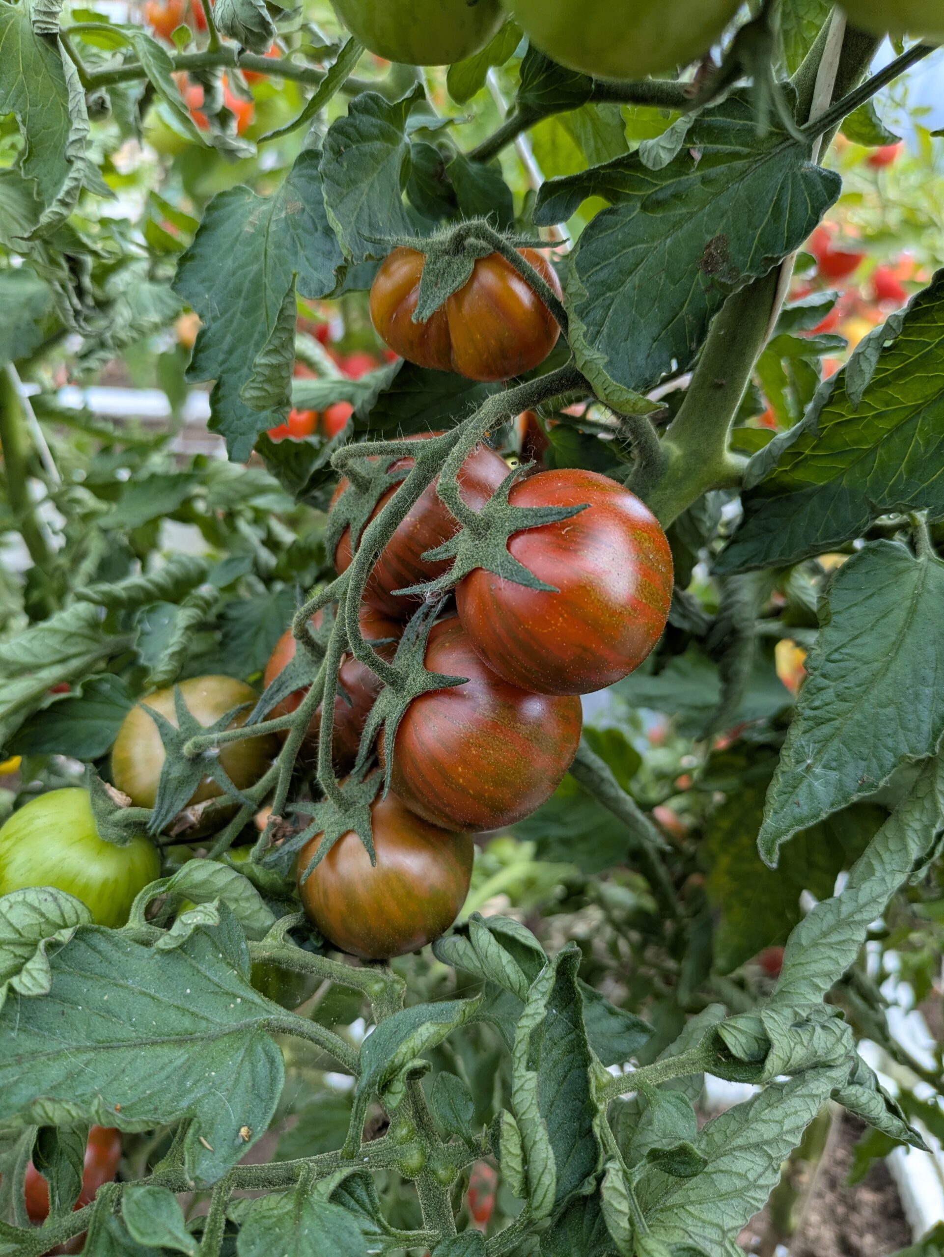 Cocktailtomat 'Tiger'