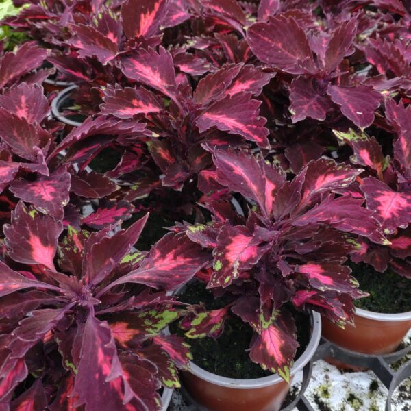 Coleus x blumei (Paletblad)