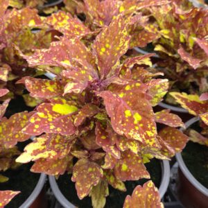 Coleus x blumei (Paletblad)