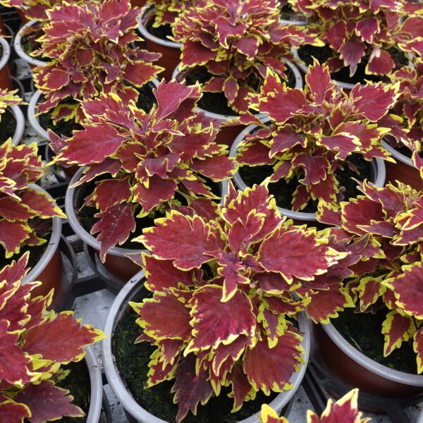 Coleus x blumei (Paletblad)