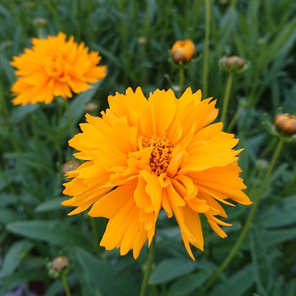 Coreopsis grandiflora 'Early Sunrice' (Skønhedsøje)