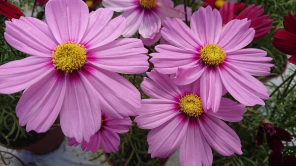 Cosmos bipinnatus (Stolt Kavaler)