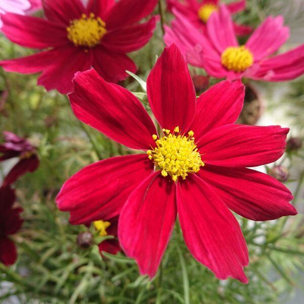 Cosmos bipinnatus (Stolt Kavaler)