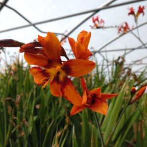 Crocosmia hybrid 'Emily McKenzie' (Montbretia)