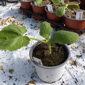 Cucurbita pepo (Squash planter)
