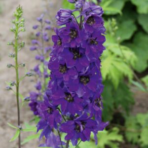 Delphinium Magic Fountains 'Dark Blue' (Ridderspore)