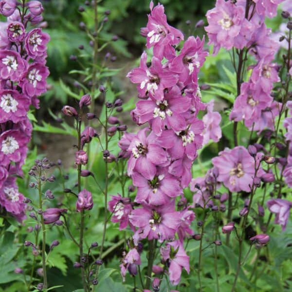 Delphinium hybrids Magic Fountains ‘Lilac Pink’ (Ridderspore)