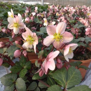 Helleborus ericsmithii 'Pirouette' (Julerose)