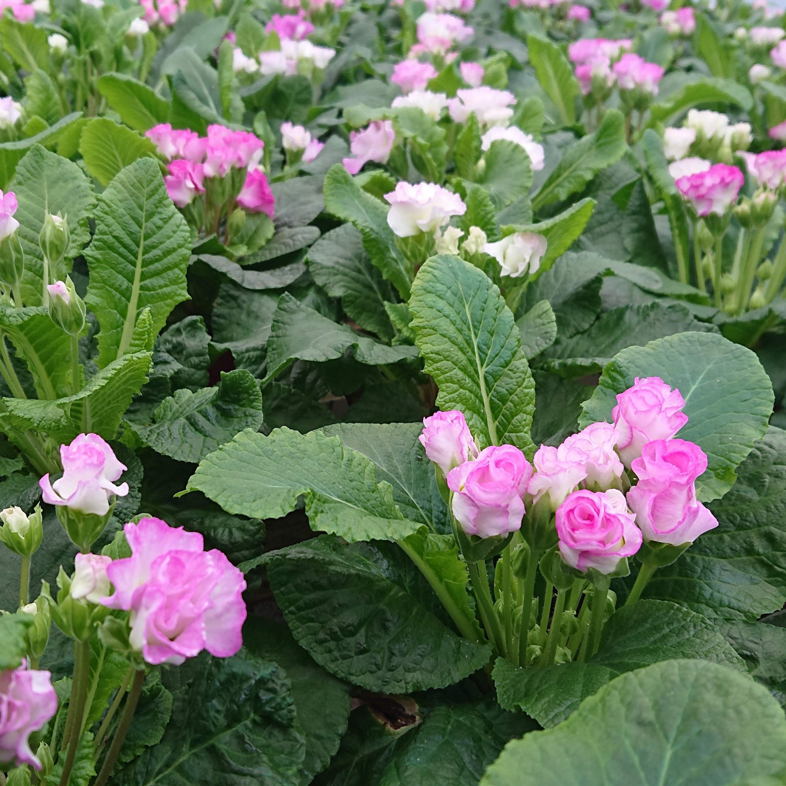 let blive imponeret etage Primula vulgaris 'Suze' (Dobbelt Primula) - Lundagers Gartneri