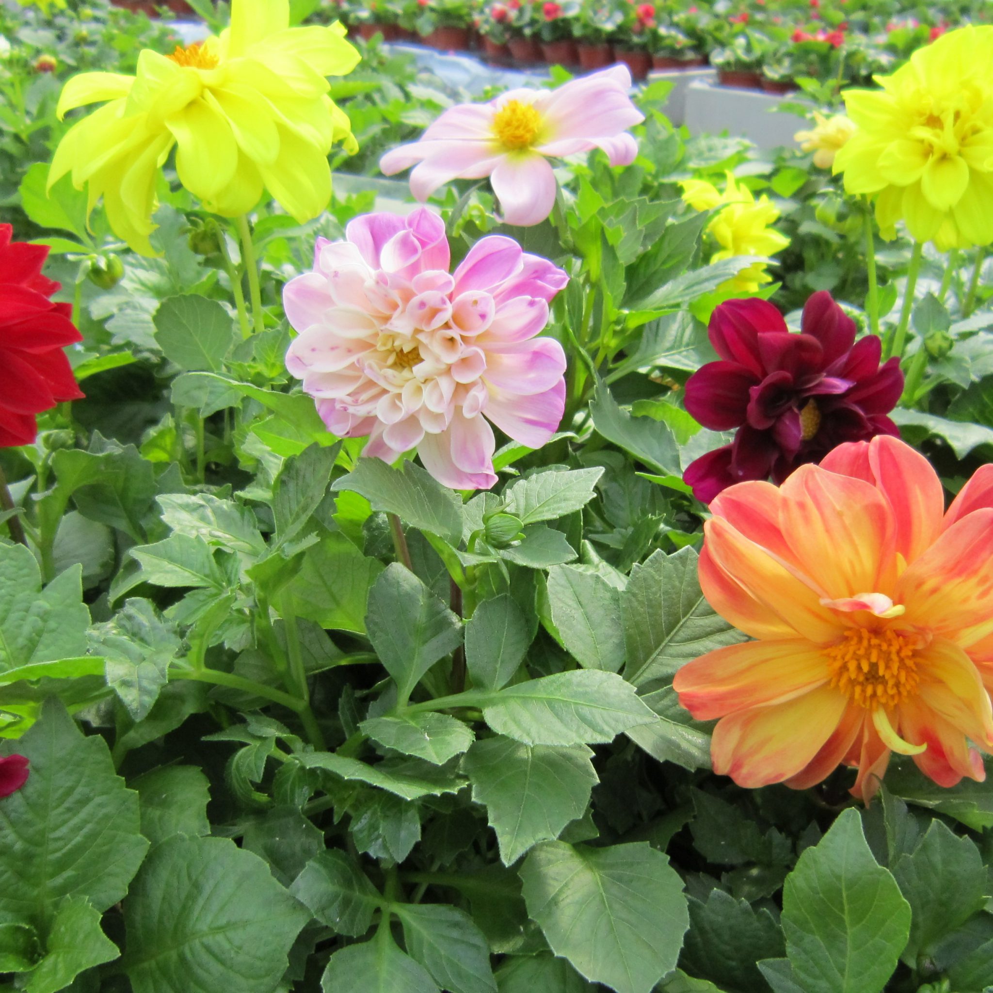 Dahlia x hortensis (Geogin) Lundagers Gartneri