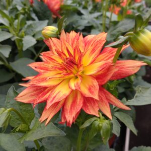 Dahlia x hybrida (Store Georginer)