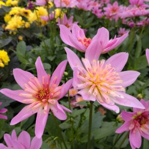 Dahlia x hybrida (Store Georginer)