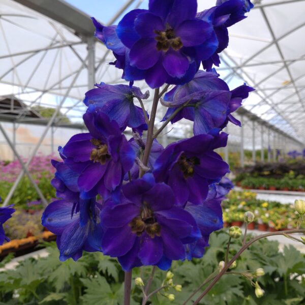 Delphinium Magic Fountain 'Dark Blue' (Ridderspore)