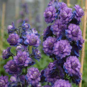 Delphinium hybrids Highlander 'Sweet Sensation' (Ridderspore)