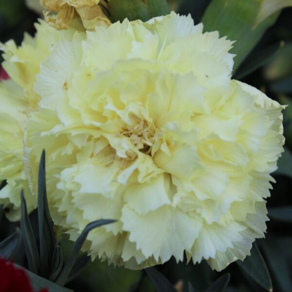 Dianthus caryophyllus (Duft Nellike)