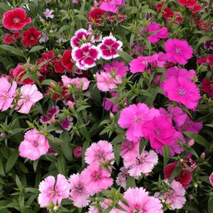 Dianthus chinensis 'Festival mix' (Nellike)