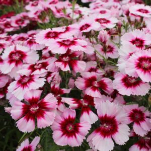 Dianthus chinensis (Nellike)